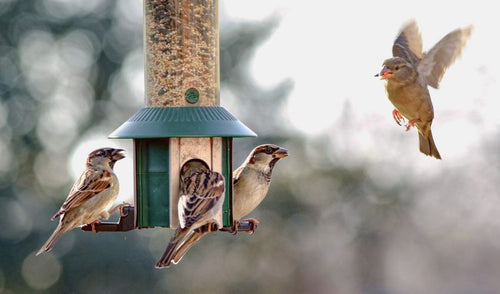 Creating a Wild Bird Sanctuary in Your Backyard