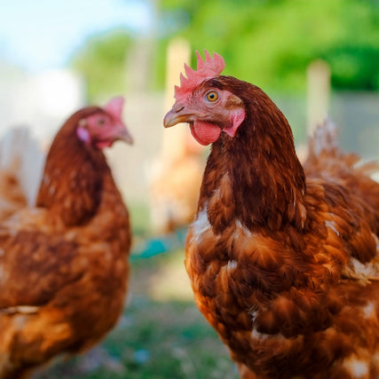 Poultry Feed & SuppliesChickens