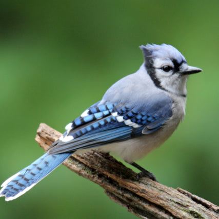 Wild Bird Feed & SuppliesBlue Jay
